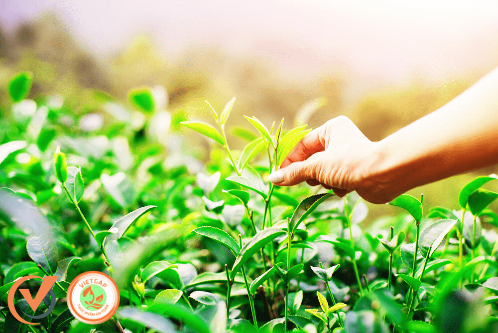 Sản phẩm rau quả VietGAP được người tiêu dùng tin tưởng lựa chọn Sản phẩm rau quả VietGAP được người tiêu dùng tin tưởng lựa chọn